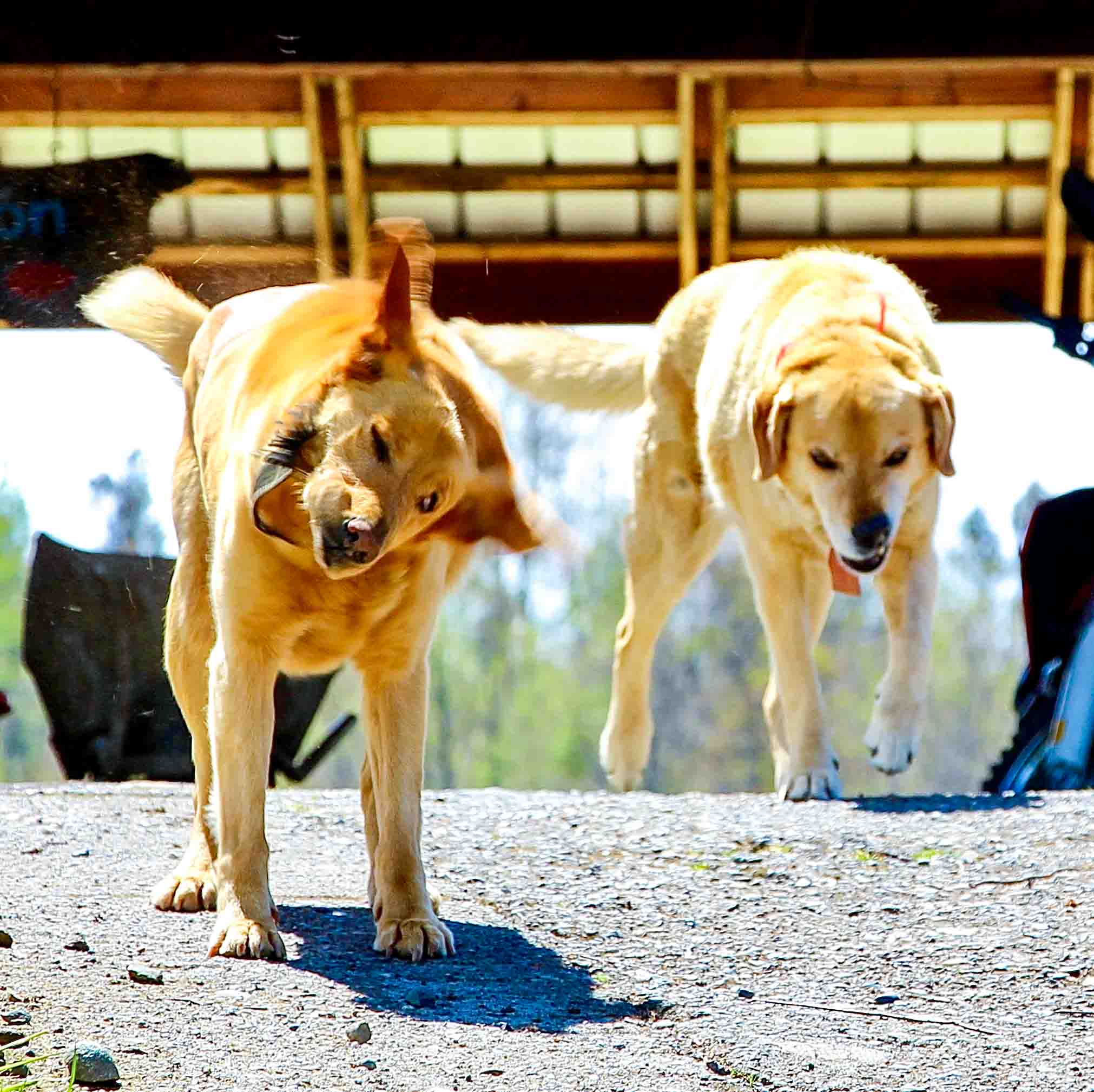 Unsere Tiere – Bild 1