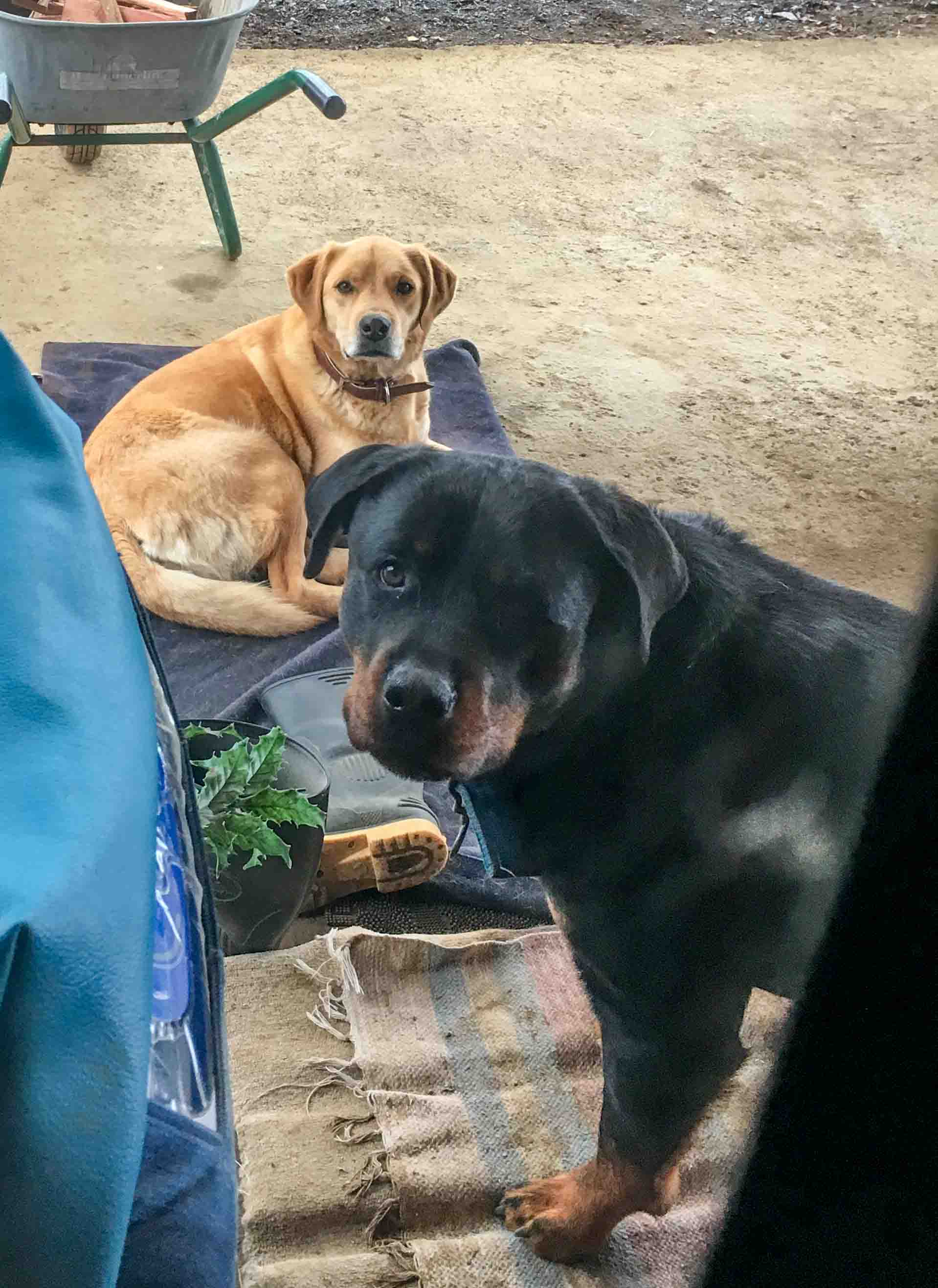 Unsere Tiere – Bild 2