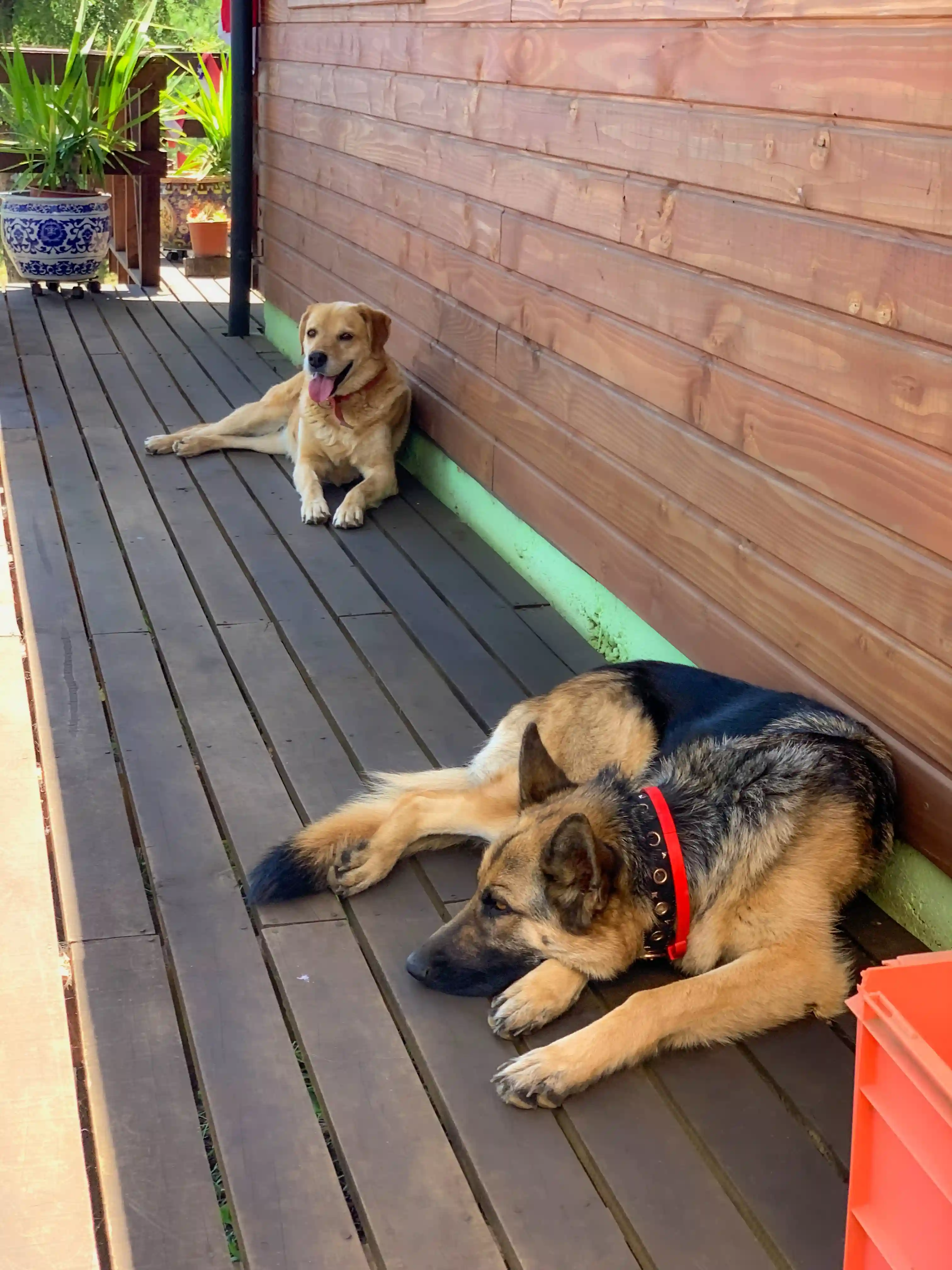 Unsere Tiere – Bild 4